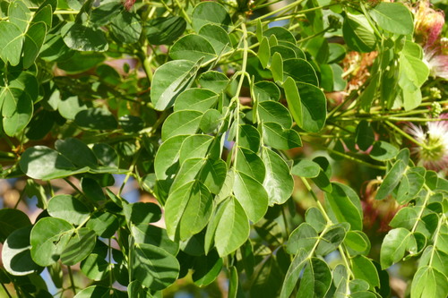 Samanea tubulosa (Tubular saman) — photo