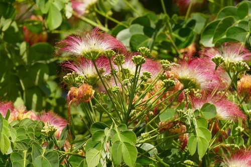 Samanea tubulosa