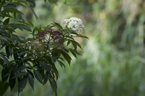 Sambucus africana — photo