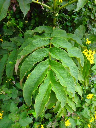 Sambucus africana — photo