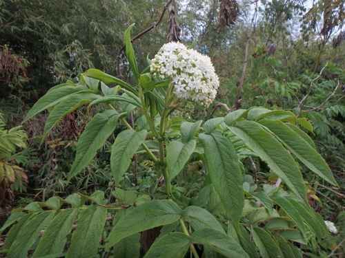 Adoxaceae
