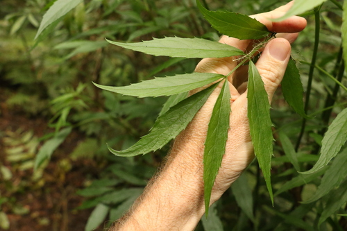 Sambucus australasica (Yellow elderberry) — photo