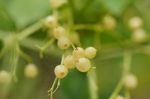 Sambucus australasica (Yellow elderberry) — photo