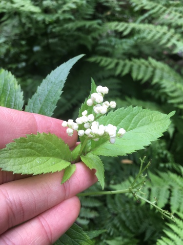 Sambucus australasica