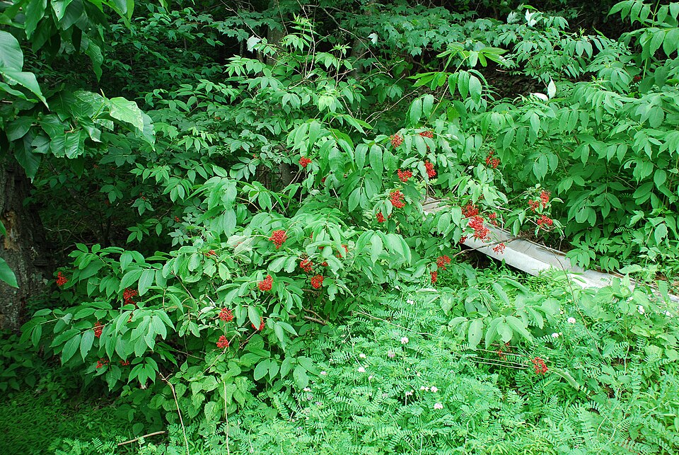 Sambucus callicarpa (Red coast elder) — photo
