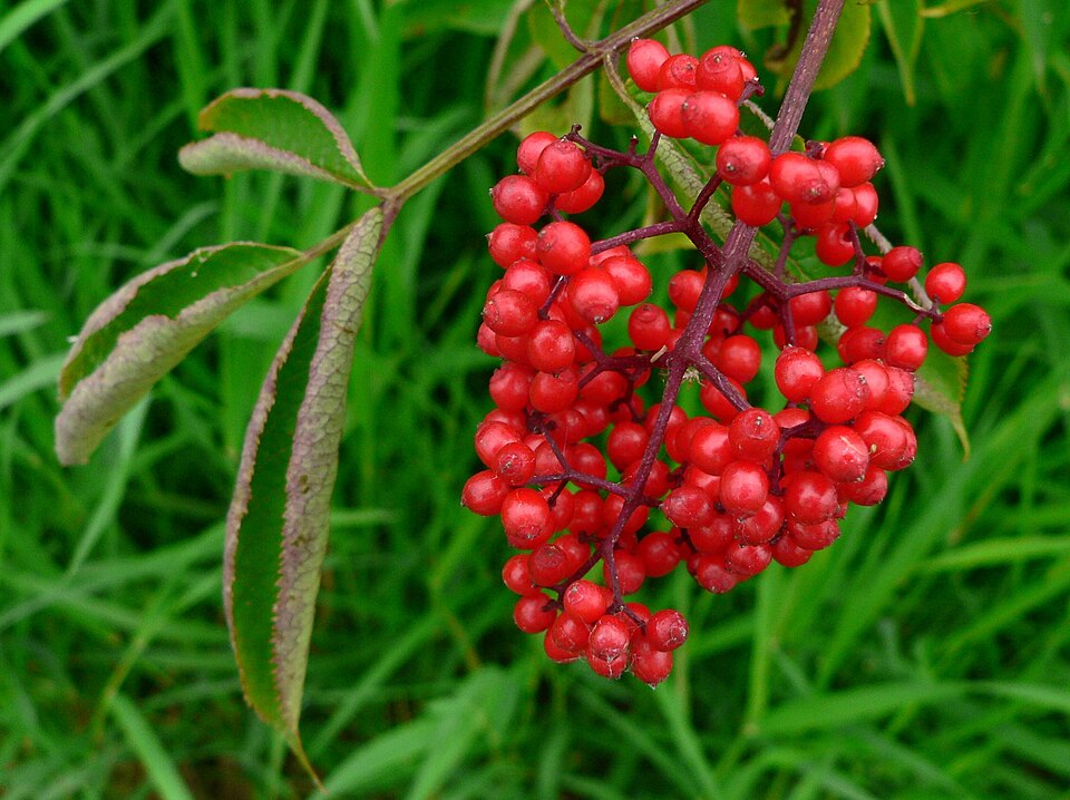 Sambucus callicarpa