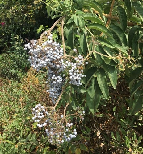 Sambucus cerulea (Blue Elderberry) — photo