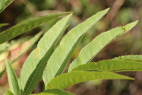Sambucus ebulus (Dwarf elder) — photo