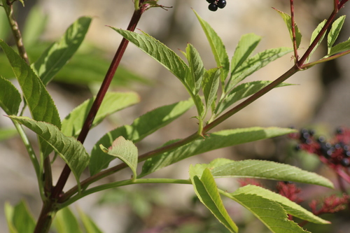 Sambucus ebulus (Dwarf elder) — photo