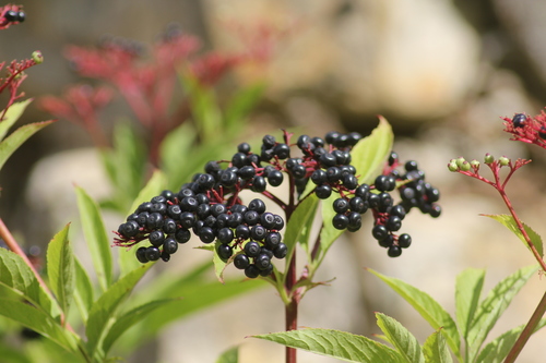 Sambucus ebulus