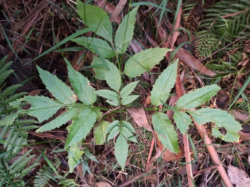 Sambucus gaudichaudiana (White elderberry) — photo