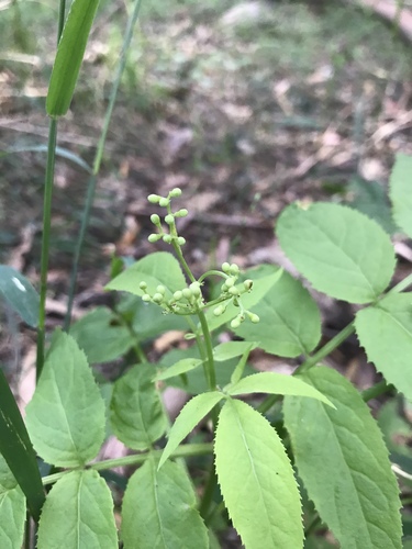Sambucus gaudichaudiana (White elderberry) — photo