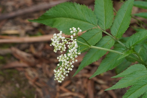 Sambucus gaudichaudiana