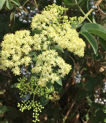 Sambucus glauca