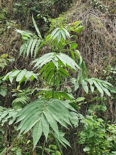 Sambucus javanica (Chinese elder) — photo