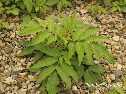 Sambucus javanica (Chinese elder) — photo