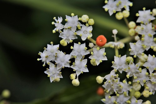 Sambucus javanica