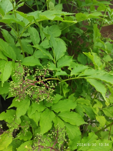 Sambucus latipinna — photo