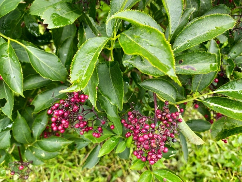 Sambucus latipinna
