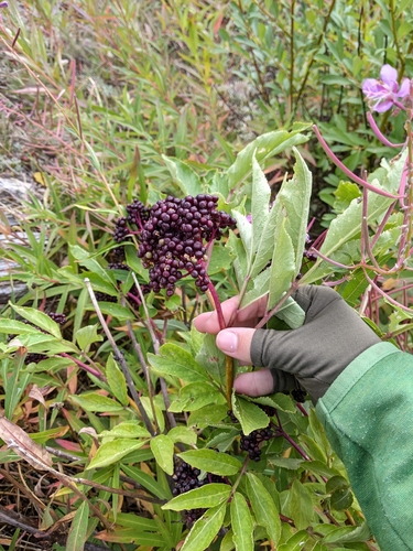 Sambucus melanocarpa