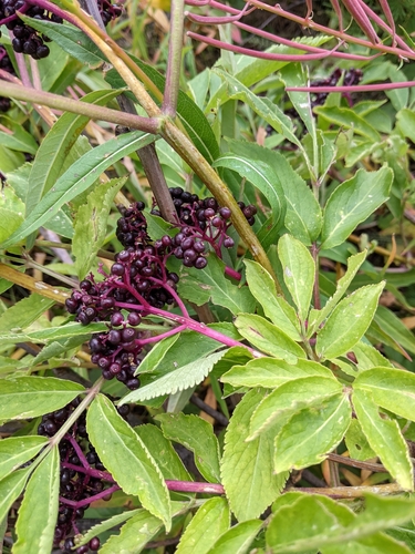 Sambucus melanocarpa (Black berried elder) — photo