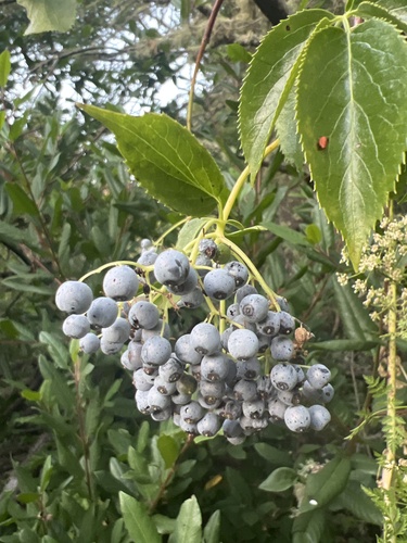 Sambucus mexicana