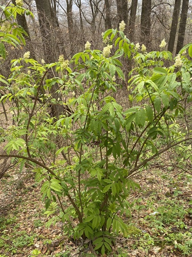 Sambucus microbotrys