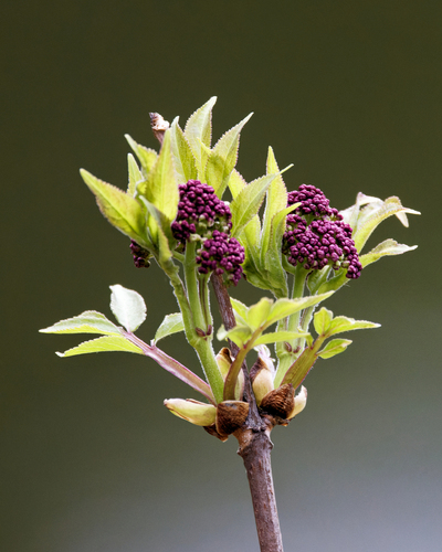 Sambucus microbotrys (Red elder) — photo