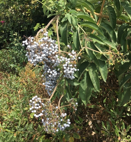 Sambucus nigra (European Elderberry) — photo