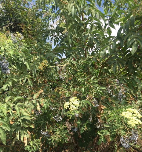 Sambucus nigra (European Elderberry) — photo