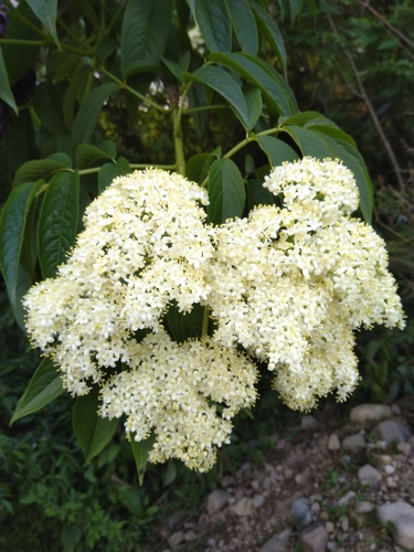 Sambucus peruviana — photo