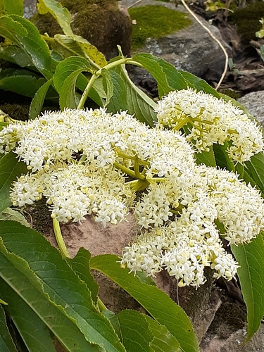 Sambucus peruviana