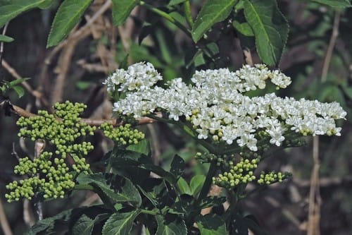 Sambucus peruviana — photo