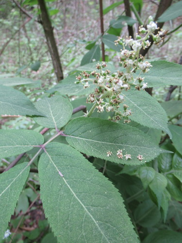 Sambucus pubens (American red elder) — photo