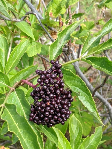 Sambucus pubens