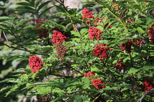 Sambucus racemosa
