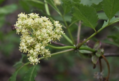 Sambucus racemosa (Red Elder) — photo