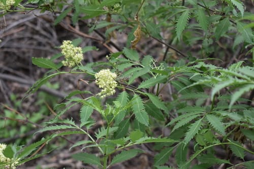 Sambucus racemosa subsp. pubens