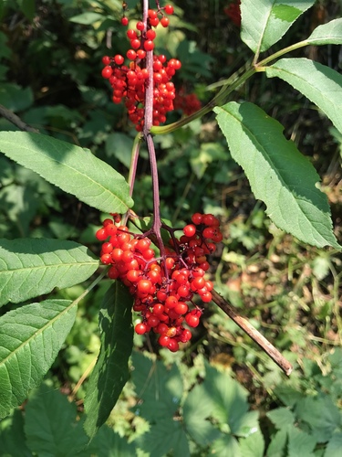 Sambucus racemosa (Red Elder) — photo