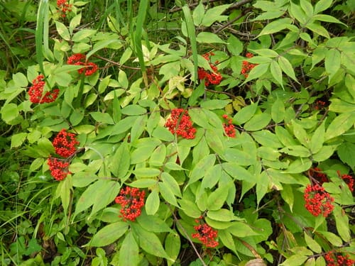 Sambucus sibirica (Siberian elder) — photo
