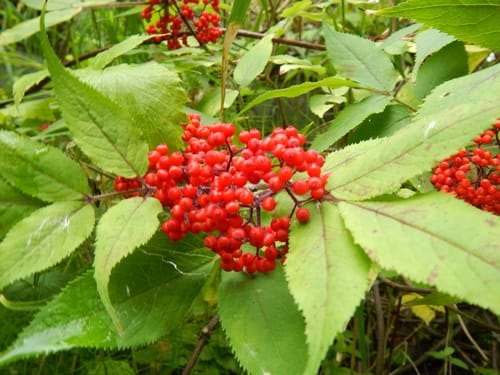 Sambucus sibirica (Siberian elder) — photo