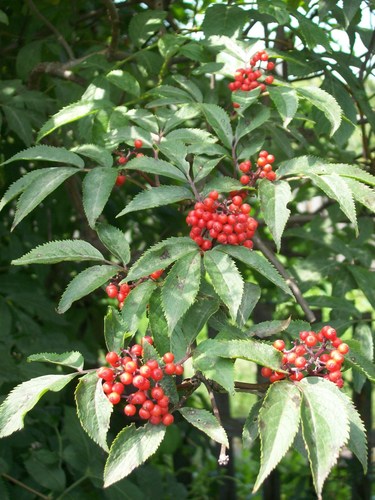 Sambucus sibirica