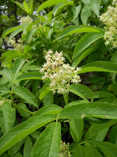Sambucus sieboldiana — photo