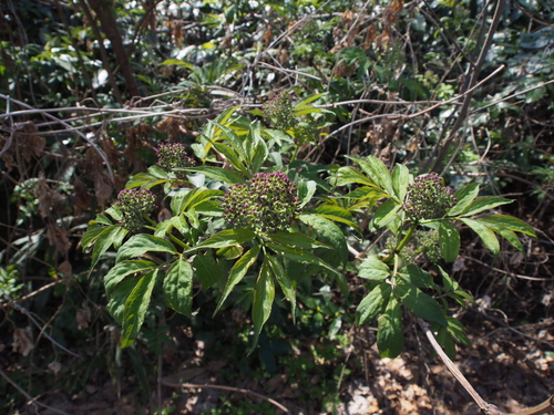Sambucus sieboldiana var. pendula