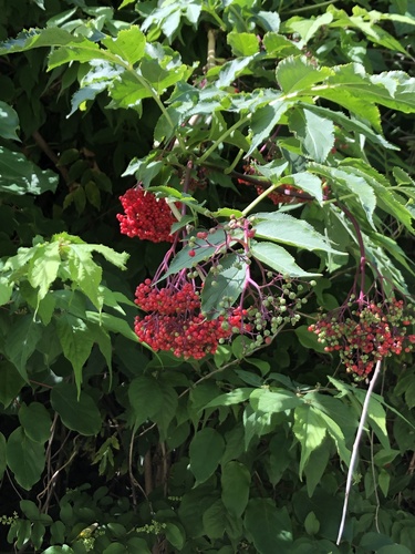 Sambucus sieboldiana var. pendula — photo