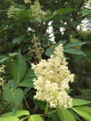 Sambucus sieboldiana var. pendula — photo