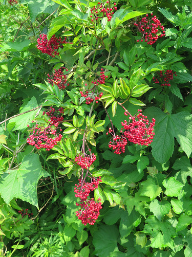 Sambucus williamsii (Chinese black elder) — photo