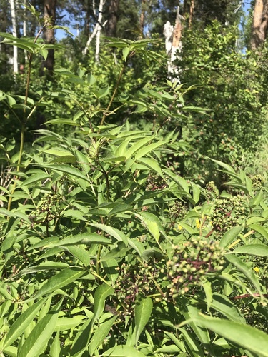 Sambucus williamsii (Chinese black elder) — photo