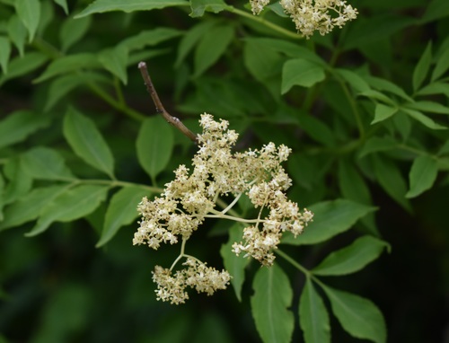 Sambucus williamsii