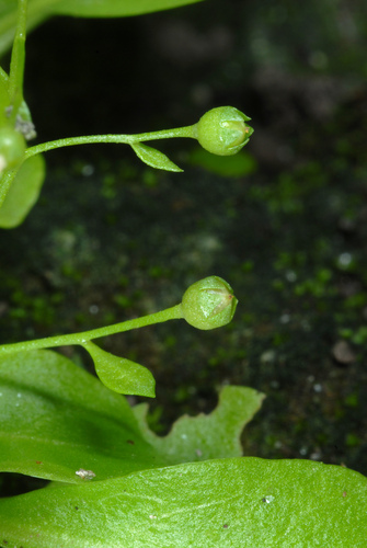 Samolus parviflorus (Seaside Brookweed) — photo